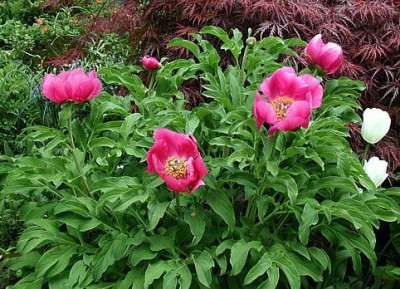 paeonia_officinalis.jpg