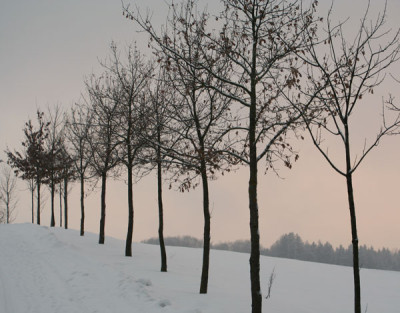 Baumreihe-im-Abendlicht.jpg