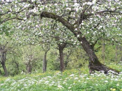 obstbaum_bluetenmeer.jpg
