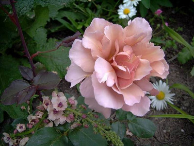 Julias_Rose_II.JPG