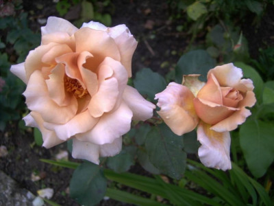 Julias_Rose_III.JPG