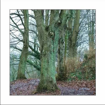 Baum_2_26-12-05.JPG