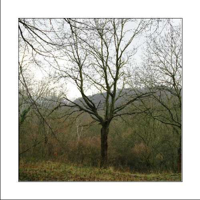 Baum_3_26-12-05.JPG