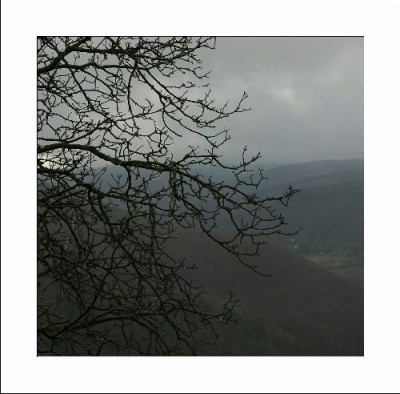 Baum_4_26-12-05.JPG
