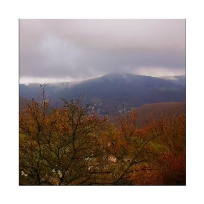 Baum_5_26-12-05.JPG