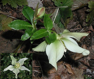 Clematis_Blutenform.jpg