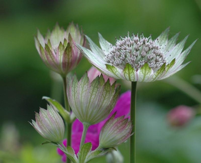 Astrantia_1_03-06-2006.jpg
