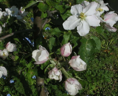 Apfel_1_7_1.jpg