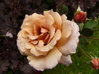 Julias_Rose_5.jpg