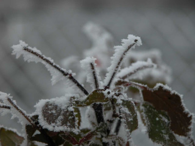 DSCN5160a.JPG