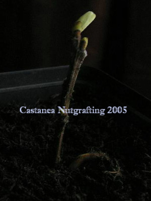 1Nutgrafting_2005_dez_28.jpg