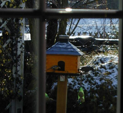 unbekannter_Vogel2.jpg