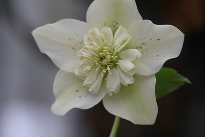 Groenanderunganemonen_Form_2208.jpg