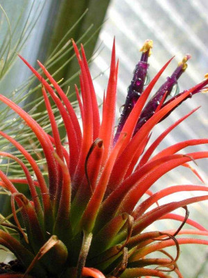 Tillandsia_ionantha.jpg