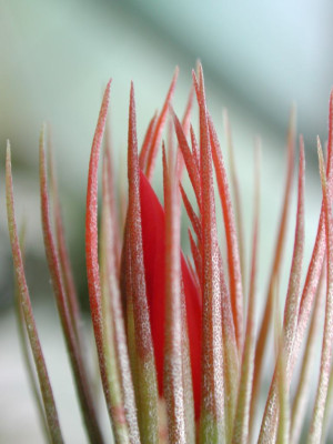 Tillandsia_funkiana.jpg