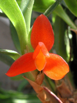 Maxillaria_sophronites.jpg