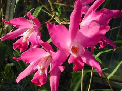 Laelia_gouldiana.jpg