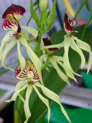 Encyclia_cochleata.jpg