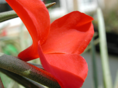 Tillandsia1.jpg