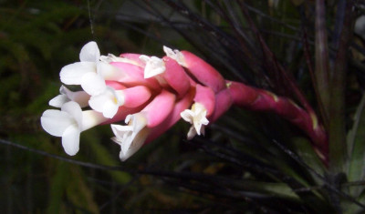 Tillandsia2.jpg