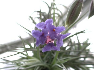 Tillandsia3.jpg