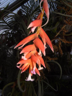 Tillandsia4.jpg