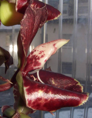 Catasetum1.jpg