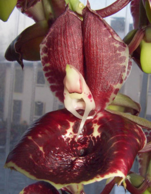 Catasetum2.jpg