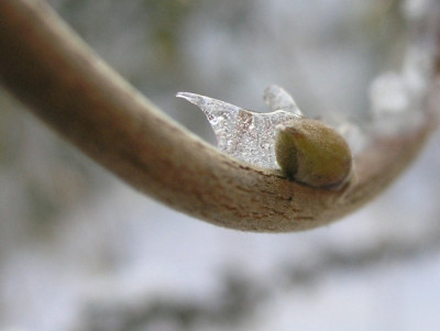 Wisterienknospe_in_der_Eiswiege.jpg
