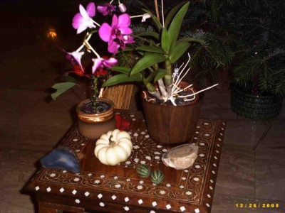 Weihnachtsorchidee1.jpg