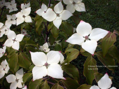 Cornus_kousa_var._chinenses_20011.jpg