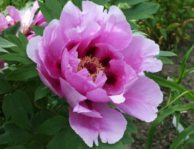 Ofuji_nishiki_001.jpg