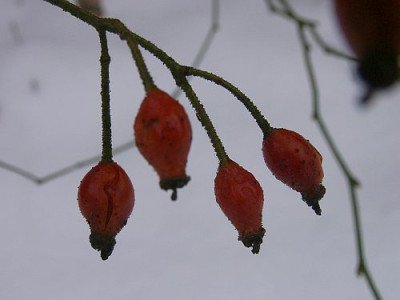 Hagebutten-RR-12-05.jpg