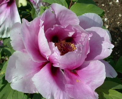 Shimane_Chojuraku_G_9620_89.jpg