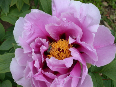 Shimane_Chojuraku_G_9443_90.jpg