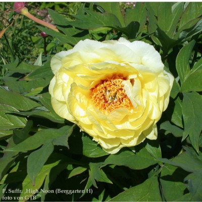 Berggarten_P._Suff._High_Noon20011.jpg
