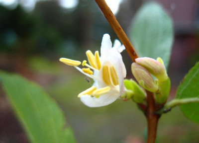 Lonicera_x_purpusii.jpg