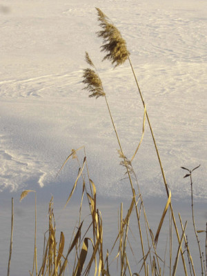 schneeschilf.jpg