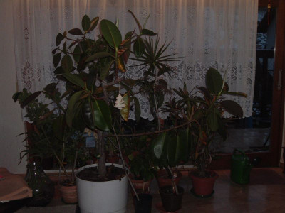 Wohnzimmerurwald.jpg