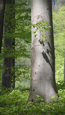 buche_katrin_ausschnitt.jpg