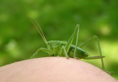 Heuschrecke_grun__.jpg