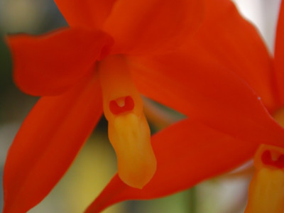 Encyclia_vitellina.jpg