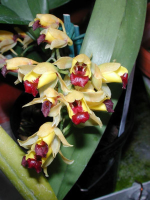 Baptistonia_echinata.jpg