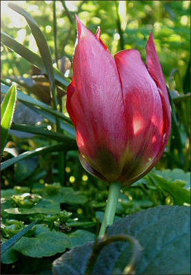 Tulipa_dideri_.jpg
