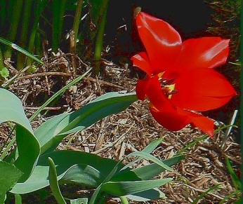 Tulipa_eichleri.jpg