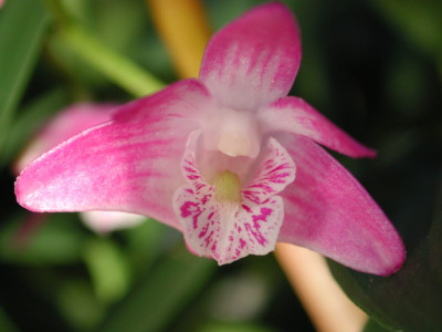 Dendrobium_kingianum.jpg