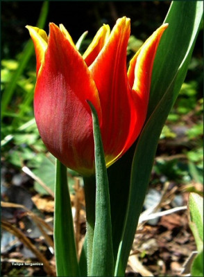 Tulipa_ferganica_.jpg