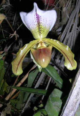 Paphiopedilum___.jpg