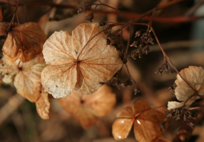 Hortensie-in-Brauntonen-2.jpg