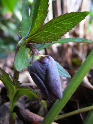 helleborus_schieferblau_1_j.jpg
